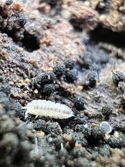 Haplophthalmus danicus