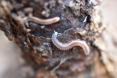 Gosodesmus claremontus