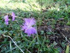 Dianthus hyssopifolius