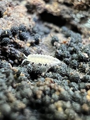 Haplophthalmus danicus