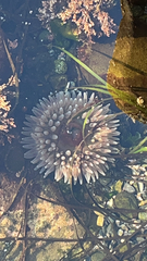 Urticina clandestina