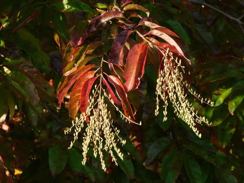 Oxydendrum arboreum
