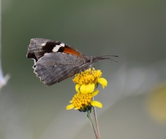 Libytheana carinenta mexicana