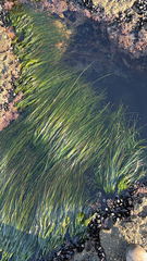 Phyllospadix torreyi