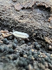 Haplophthalmus danicus