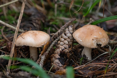 Leucocortinarius bulbiger