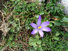 Crocus nudiflorus