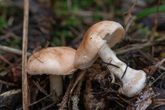 Leucocortinarius bulbiger