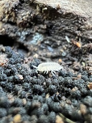 Haplophthalmus danicus