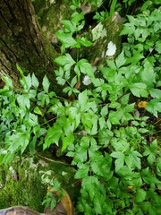 Xanthorhiza simplicissima