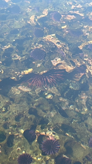 Mesocentrotus franciscanus