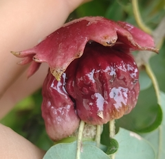 Andricus dentimitratus