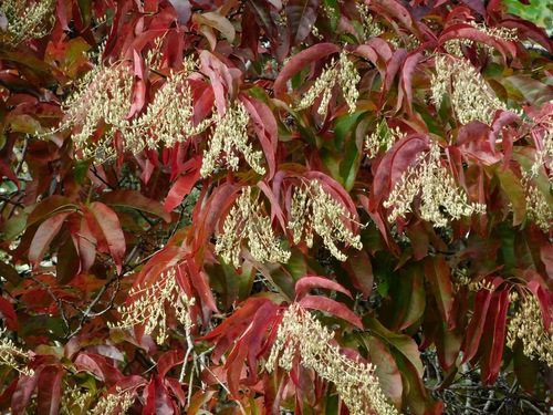 Oxydendrum arboreum