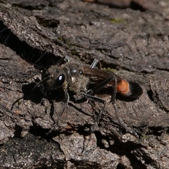 Ammophila