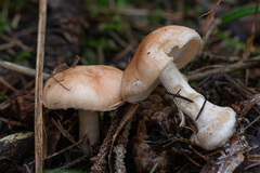 Leucocortinarius bulbiger