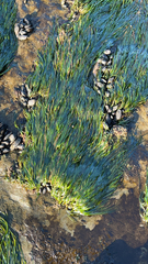 Phyllospadix scouleri