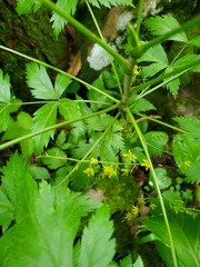 Xanthorhiza simplicissima