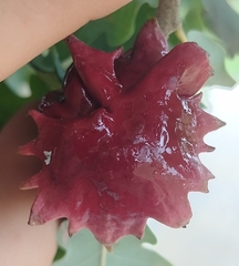 Andricus dentimitratus