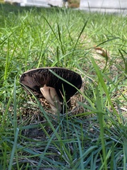 Agaricus