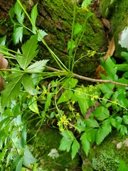 Xanthorhiza simplicissima