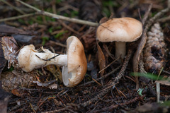 Leucocortinarius bulbiger