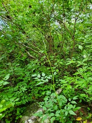 Ligusticum