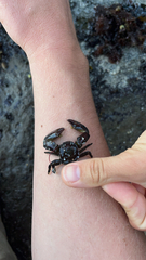 Petrolisthes cinctipes