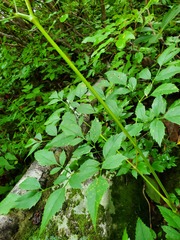 Ligusticum