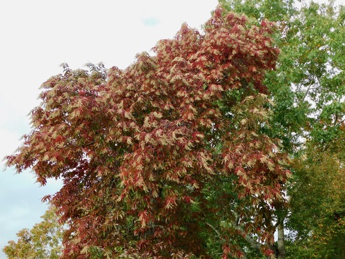 Oxydendrum arboreum