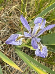 Iris missouriensis