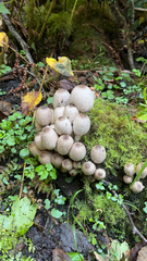 Coprinopsis atramentaria