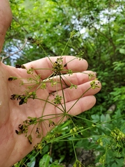 Ligusticum