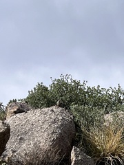 Salpinctes obsoletus