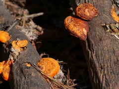 Trametes cinnabarina