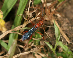 Tachypompilus ferrugineus