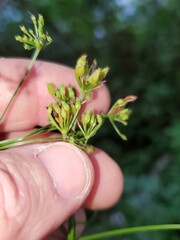 Ligusticum