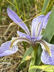 Iris missouriensis