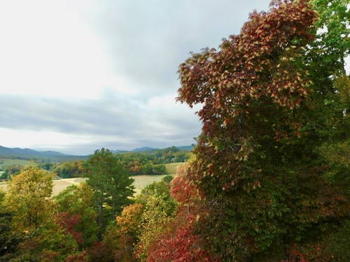 Oxydendrum arboreum