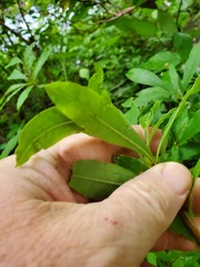 Rhododendron arborescens