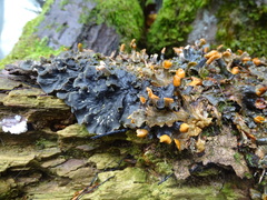 Peltigera polydactylon