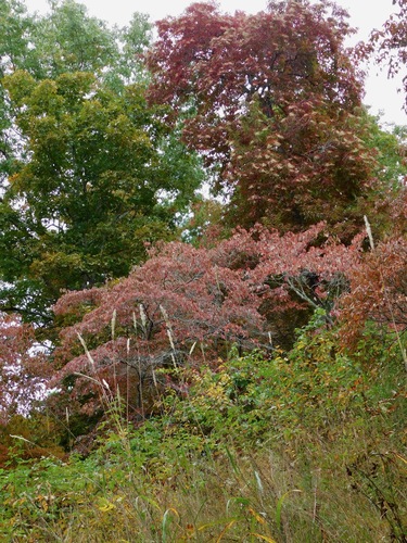Oxydendrum arboreum