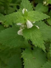 Lamium album