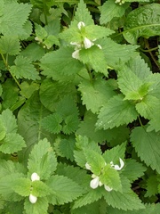 Lamium album