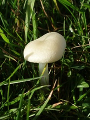 Entoloma sericellum
