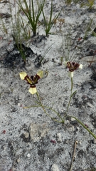 Moraea lurida