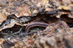 Gosodesmus claremontus