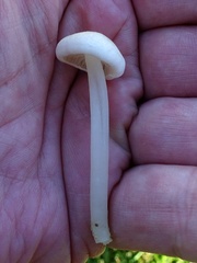 Entoloma sericellum