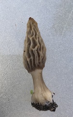 Morchella rufobrunnea
