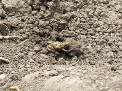 Cacosternum plimptoni