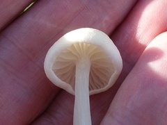 Entoloma sericellum